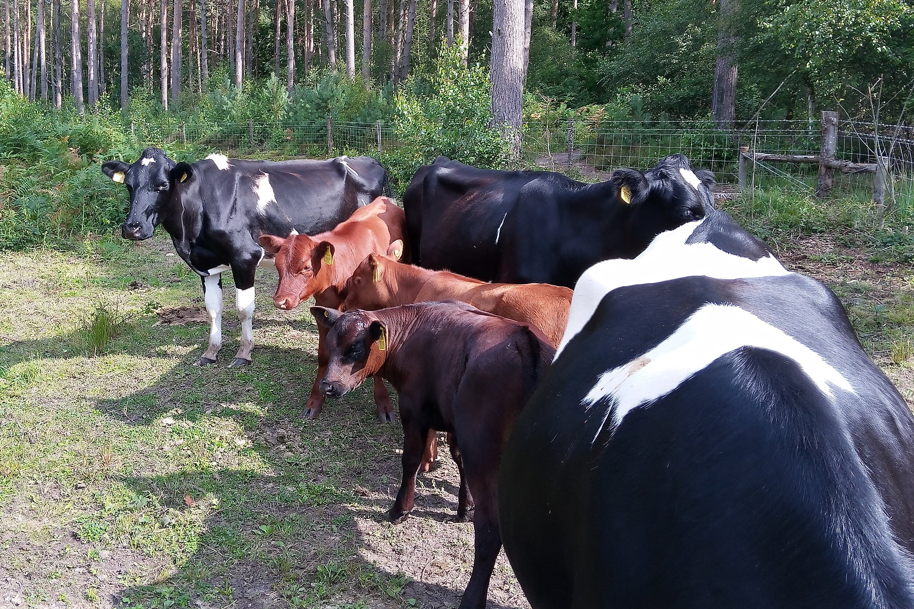 Cows and calves at Broadland Country Park