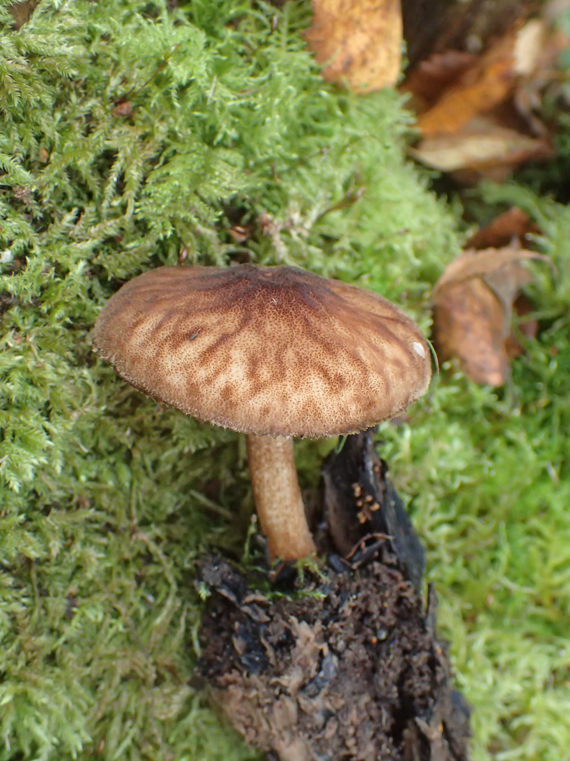 Velvet Shield Fungus