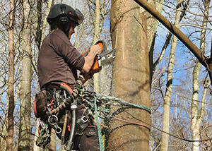 man using a chainsaw on a tree