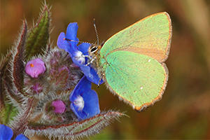green hairstreak butterfly