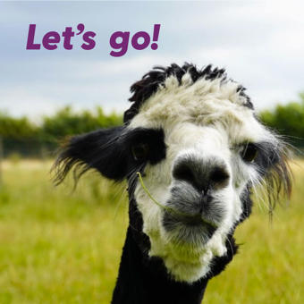 Alpaca