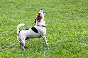 jack russell barking in a field