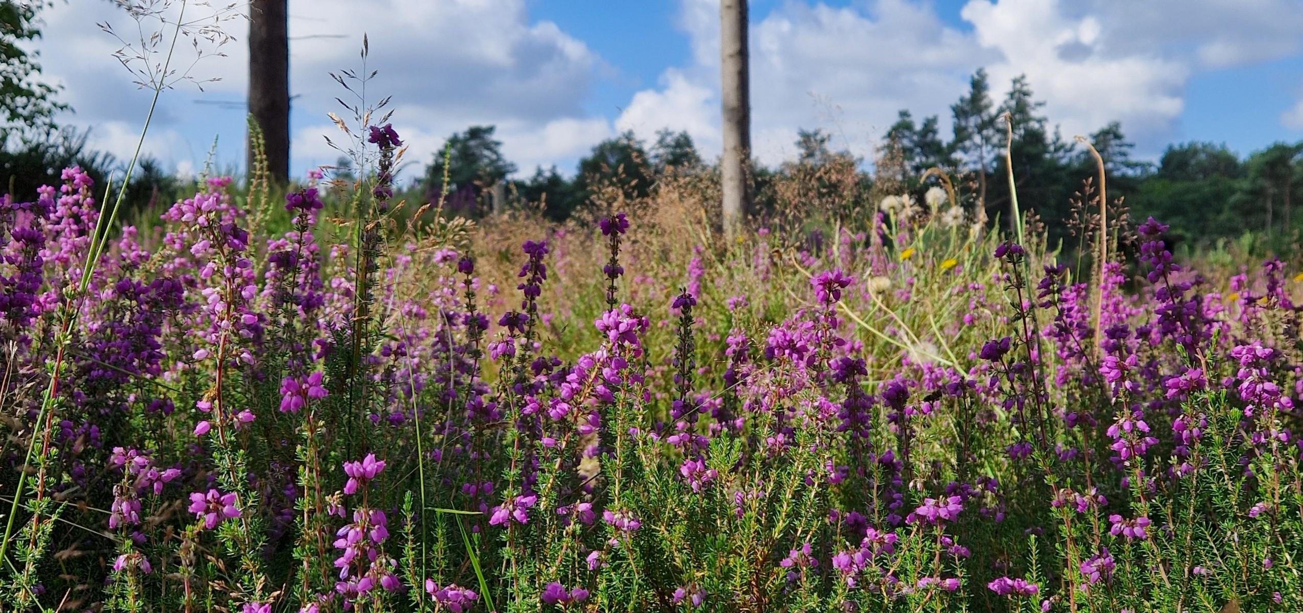 Pink flowered heather at Broadland Country Park