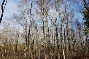 Silver birches at Broadland Country Park