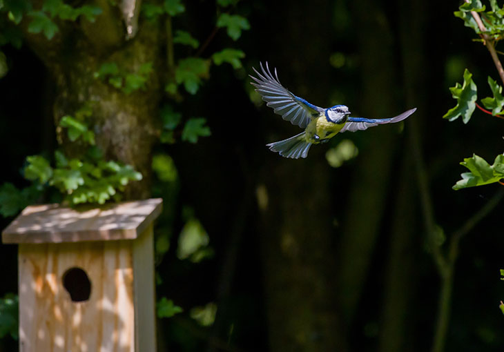 small bird flying from a bird box, with trees in the background