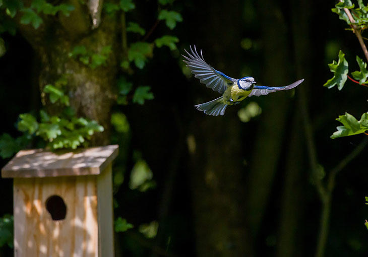 small bird flying from a bird box, with trees in the background