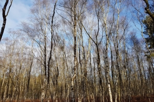 Silver birches at Broadland Country Park